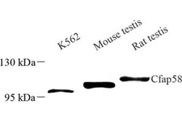 CCDC147 antibody