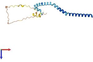 AlphaFold protein structure predicition of Human Recombinant TMEM31 Protein, UniprotID Q5JXX7 (TMEM31 Protein (AA 1-168) (His tag))