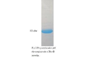 SDS-PAGE (SDS) image for RuvB (Active) protein (ABIN2452184) (RuvB (Active) Protein)