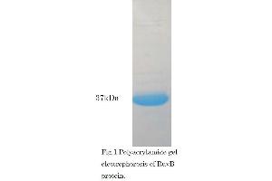 SDS-PAGE (SDS) image for RuvB (Active) protein (ABIN2452184)