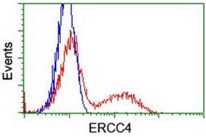 Image no. 3 for anti-Excision Repair Cross-Complementing Rodent Repair Deficiency, Complementation Group 4 (ERCC4) antibody (ABIN1498069) (ERCC4 antibody)