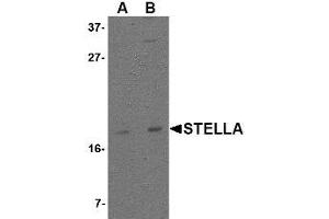 Image no. 1 for anti-Developmental Pluripotency Associated 3 (DPPA3) (C-Term) antibody (ABIN342700) (DPPA3 antibody  (C-Term))
