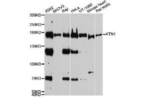 Western blot analysis of extracts of various cell lines, using KTN1 antibody. (KTN1 antibody  (AA 1-100))