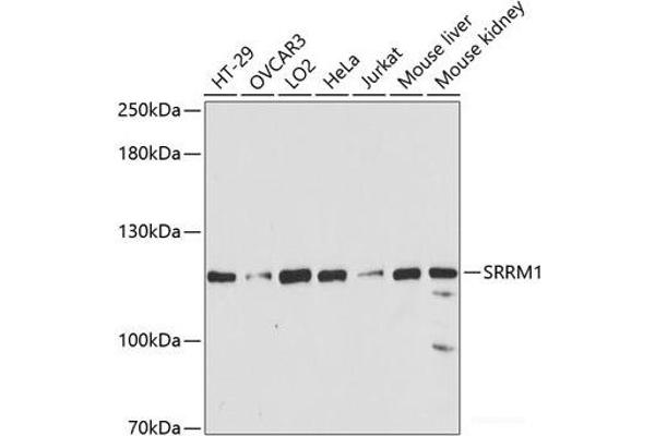 SRRM1 antibody