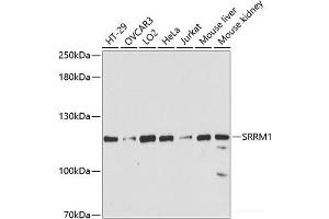 Western blot analysis of extracts of various cell lines using SRRM1 Polyclonal Antibody at dilution of 1:3000. (SRRM1 antibody)