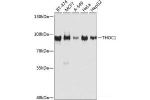 Western blot analysis of extracts of various cell lines using THOC1 Polyclonal Antibody at dilution of 1:1000. (THOC1 antibody)