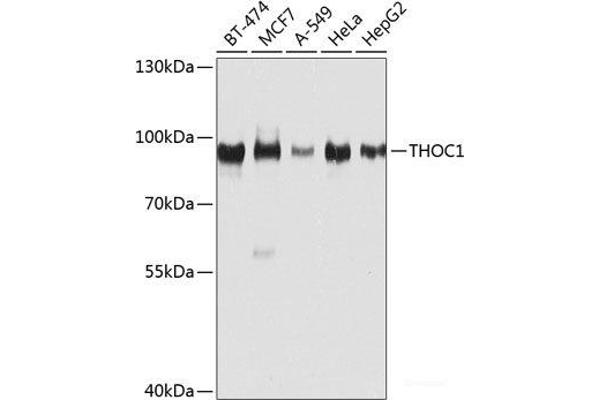 THOC1 antibody