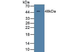Detection of Recombinant MCSF, Rat using Polyclonal Antibody to Colony Stimulating Factor 1, Macrophage (MCSF) (M-CSF/CSF1 antibody  (AA 261-427))