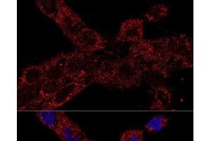 Confocal immunofluorescence analysis of A-431 cells using RPL21 Polyclonal Antibody at dilution of 1:100. (RPL21 antibody)