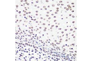 Immunohistochemistry of paraffin-embedded human tonsil using H4K20me2 antibody. (Histone H4 antibody  (2meLys20))