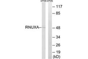 Western blot analysis of extracts from HT-29 cells, using RNUXA Antibody. (PHAX antibody  (AA 141-190))