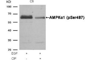 Western Blotting (WB) image for anti-SNF1A/AMP-Activated Protein Kinase (SNF1A) (pSer487) antibody (ABIN7138633)
