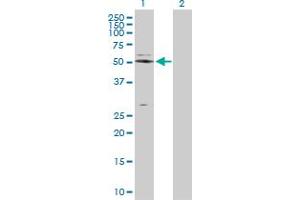 Western Blot analysis of NAPSA expression in transfected 293T cell line by NAPSA MaxPab polyclonal antibody.