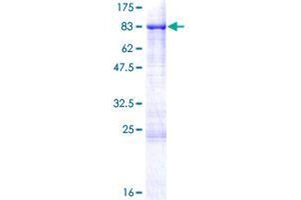 SHC3 Protein (AA 1-594) (GST tag)