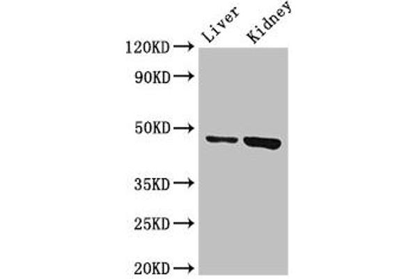 WDFY1 antibody  (AA 261-357)