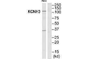 Western blot analysis of extracts from HeLa cells, using KCNH3 antibody. (KCNH3 antibody  (Internal Region))