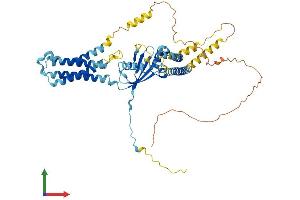 AlphaFold protein structure predicition of Human Recombinant VANGL2 Protein, UniprotID Q9ULK5