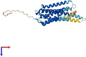GPR3 Protein (AA 1-330) (His tag)