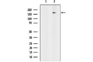 Western blot analysis of lysates from Pc12, using RSF1 Antibody.