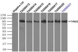 Image no. 6 for anti-TYRO3 Protein Tyrosine Kinase (TYRO3) antibody (ABIN1501602) (TYRO3 antibody)