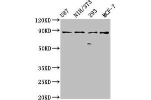 Western Blot Positive WB detected in: U87 whole cell lysate, NIH/3T3 whole cell lysate, 293 whole cell lysate, MCF-7 whole cell lysate All lanes: CDH9 antibody at 2. (Cadherin 9 antibody  (AA 131-314))