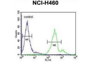 Flow cytometric analysis of NCI-H460 cells (right histogram) compared to a negative control cell (left histogram) using LAPTM5  Antibody (N-term), followed by FITC-conjugated goat-anti-rabbit secondary antibodies.