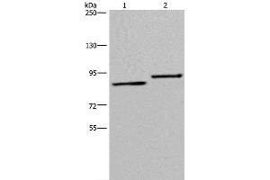 Western Blot analysis of A549 and 293T cell using TXLNA Polyclonal Antibody at dilution of 1:300 (alpha Taxilin antibody)