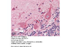 Immunohistochemistry with Human Braun, cerebellum tissue at an antibody concentration of 5. (ATF4 antibody  (N-Term))