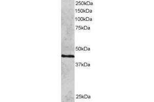 ABIN184858 staining (2µg/ml) of HeLa lysate (RIPA buffer, 30µg total protein per lane). (RAD51C antibody  (N-Term))