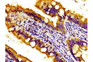 Immunohistochemistry of paraffin-embedded human small intestine tissue using ABIN7166191 at dilution of 1:100 (Protein Tob1 (TOB1) (AA 42-175) antibody)
