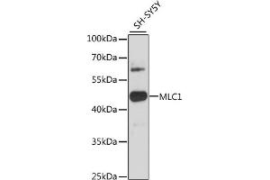 Western blot analysis of extracts of SH-SY5Y cells, using MLC1 antibody (ABIN6134052, ABIN6143872, ABIN6143873 and ABIN6216613) at 1:3000 dilution. (MLC1 antibody  (C-Term))