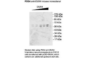 Dux4 Western Blotting on C2C12 cells 1 in 1000 copy. (DUX4 antibody  (C-Term))