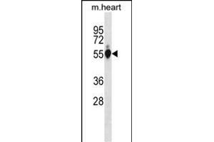 Mouse Gpi Antibody (C-term) (ABIN1881382 and ABIN2838693) western blot analysis in mouse heart tissue lysates (35 μg/lane).