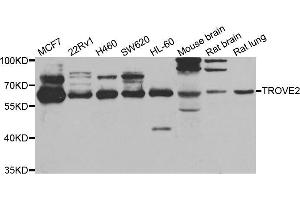 Western blot analysis of extracts of various cell lines, using TROVE2 antibody (ABIN5975457) at 1/1000 dilution. (TROVE2 antibody)