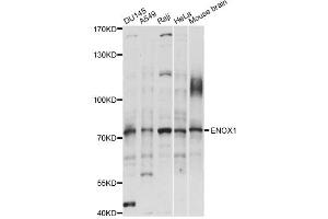 Western blot analysis of extracts of various cell lines, using ENOX1 antibody (ABIN6292465) at 1:1000 dilution. (ENOX1 antibody)