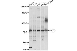 Western blot analysis of extracts of various cell lines, using ENOX1 antibody (ABIN6292465) at 1:1000 dilution.