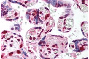 Human Placenta (formalin-fixed, paraffin-embedded) stained with TCF4 antibody ABIN214151 at 5 ug/ml followed by biotinylated goat anti-rabbit IgG secondary antibody ABIN481713, alkaline phosphatase-streptavidin and chromogen. (TCF4 antibody  (AA 73-122))