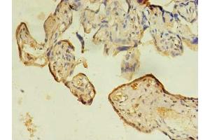 Immunohistochemistry of paraffin-embedded human placenta tissue using ABIN7156712 at dilution of 1:100 (IFRD2 antibody  (AA 1-202))