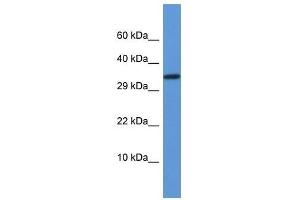 Western Blot showing Vgll2 antibody used at a concentration of 1.
