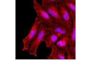 Immunofluorescence (IF) image for anti-Potassium Channel Tetramerisation Domain Containing 15 (KCTD15) (AA 1-234), (N-Term) antibody (ABIN487356) (KCTD15 antibody  (N-Term))
