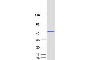 Western Blotting (WB) image for Nuclear Factor of kappa Light Polypeptide Gene Enhancer in B-Cells Inhibitor-Like 1 (NFKBIL1) (Transcript Variant 1) protein (Myc-DYKDDDDK Tag) (ABIN2727233)