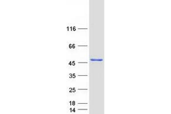 NFKBIL1 Protein (Transcript Variant 1) (Myc-DYKDDDDK Tag)