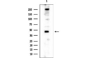anti-Serum Deprivation Response (SDPR) (Internal Region) antibody