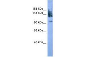 Image no. 1 for anti-Neural Cell Adhesion Molecule 1 (NCAM1) (AA 780-829) antibody (ABIN6746713)