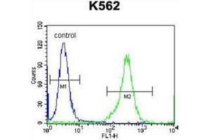 Flow cytometric analysis of K562 cells using CD238 / KEL Antibody (Center) Cat. (KEL antibody  (Middle Region))