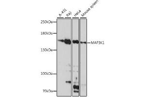 Western blot analysis of extracts of various cell lines, using MK1 antibody (ABIN7268647) at 1:1000 dilution. (MAP3K1 antibody  (C-Term))