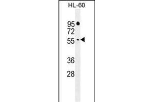 FBXW11 Antibody (Center) (ABIN655166 and ABIN2844782) western blot analysis in HL-60 cell line lysates (35 μg/lane). (FBXW11 antibody  (AA 168-196))