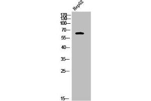 Western Blot analysis of HepG2 cells using Phospho-Nur77 (S351) Polyclonal Antibody (NR4A1 antibody  (pSer351))