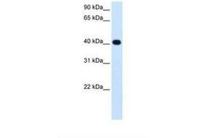 Image no. 1 for anti-Alcohol Dehydrogenase 4 (Class II), pi Polypeptide (ADH4) (AA 231-280) antibody (ABIN320807) (ADH4 antibody  (AA 231-280))