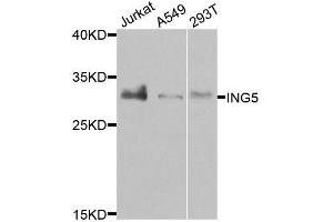 Western blot analysis of extracts of various cell lines, using ING5 antibody. (ING5 antibody  (AA 1-220))